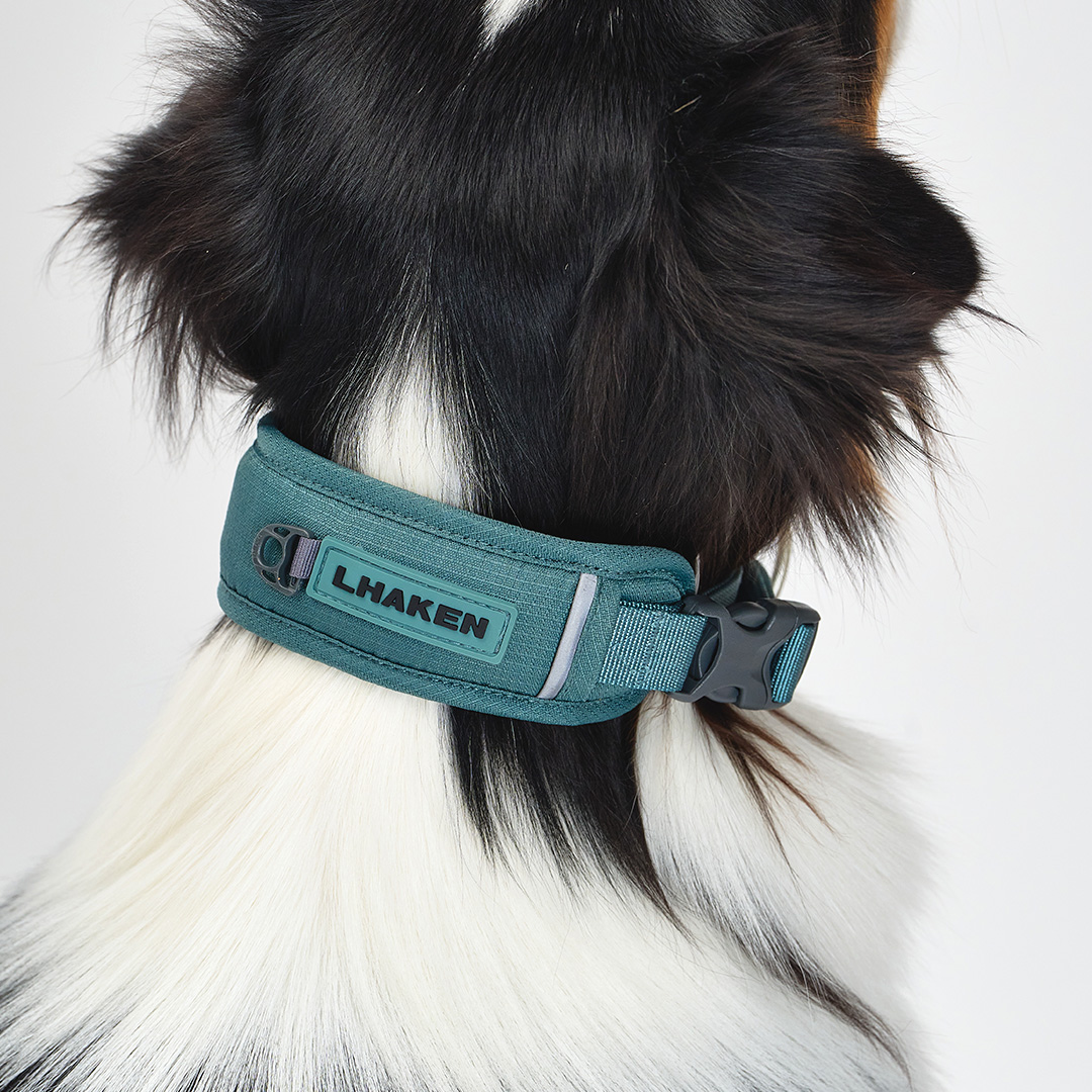 Ray Dog Kyoto　THEANIMALS 　犬首輪　Mサイズ 新着商品｜Ray Dog Kyoto