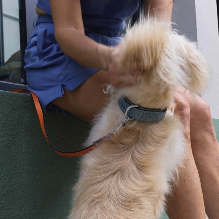 Mistico Dog Collar XLサイズ