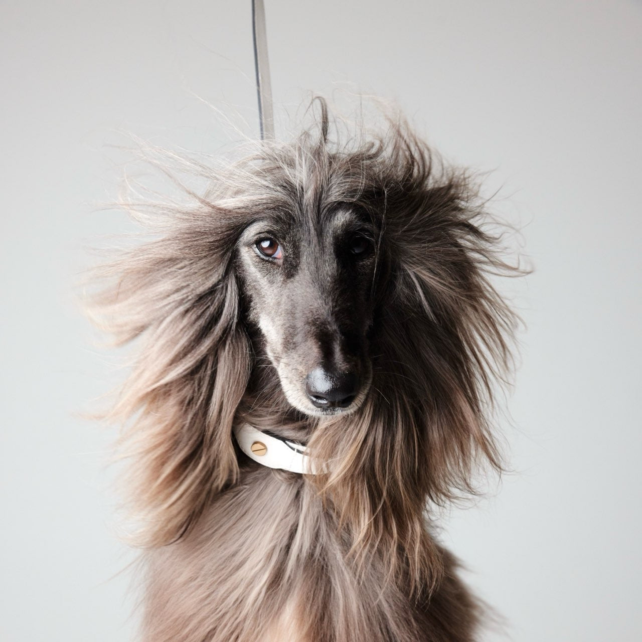 CLASSIQUE COLLAR シナモン