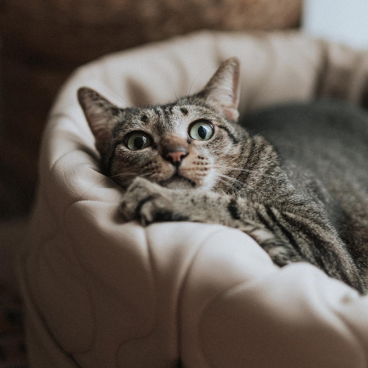 TAARTドーナツベッド CAMEL