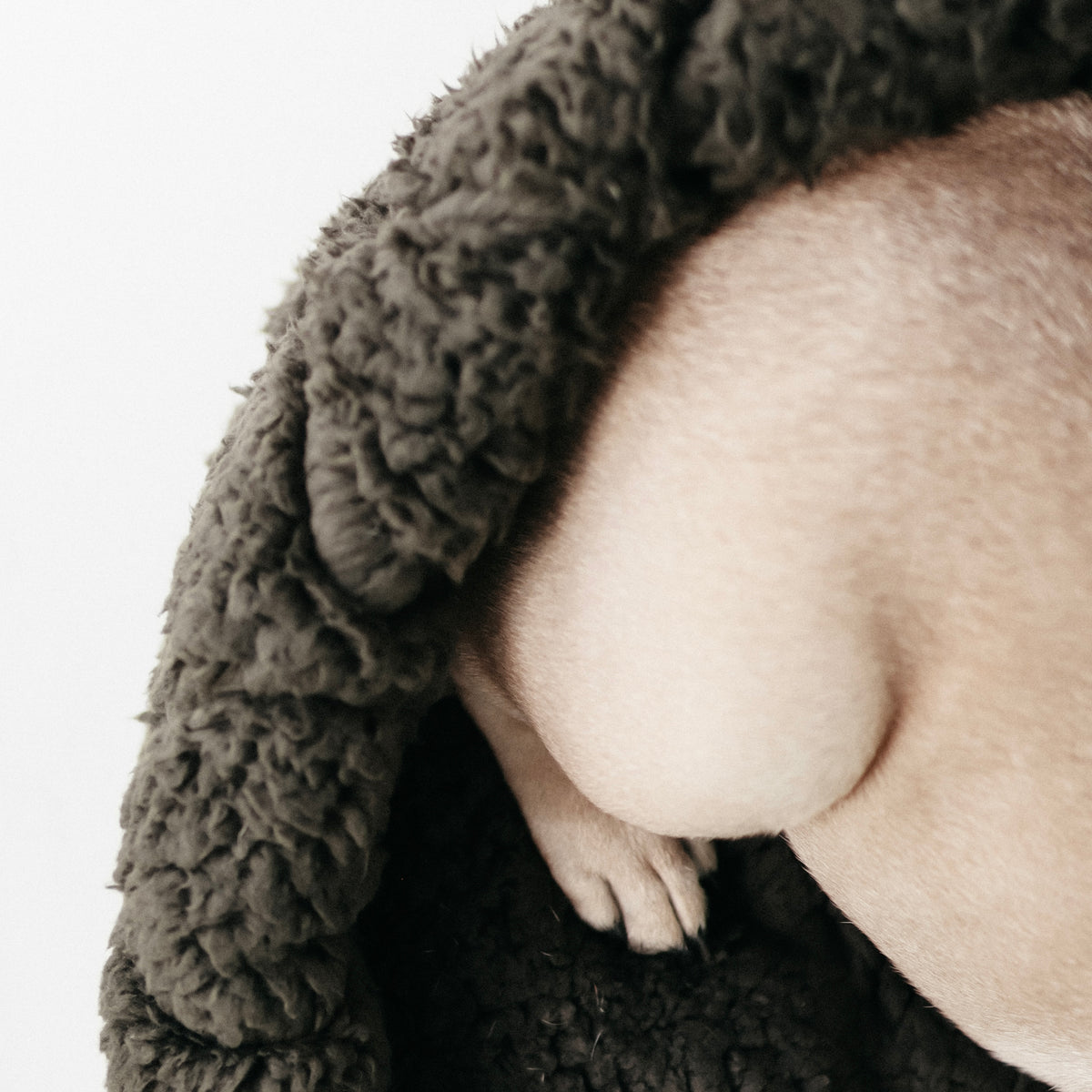 TAART ドーナツベッド FERN