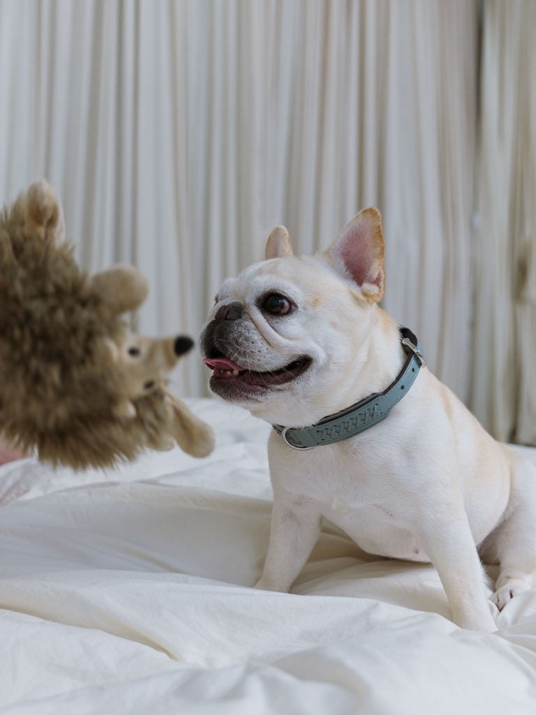 Mistico Dog Collar XLサイズ