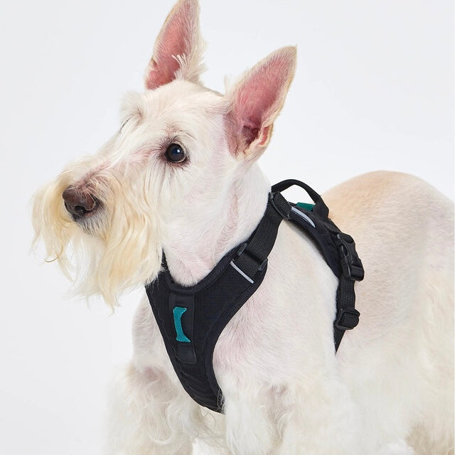 TREKTAIL Harness ブラック
