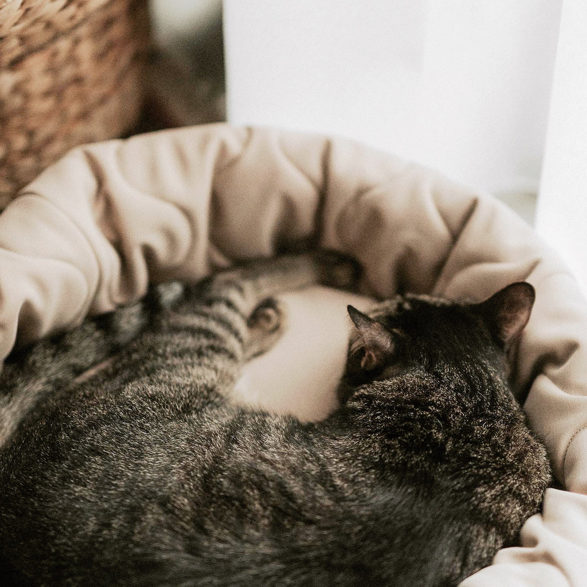 TAARTドーナツベッド CAMEL