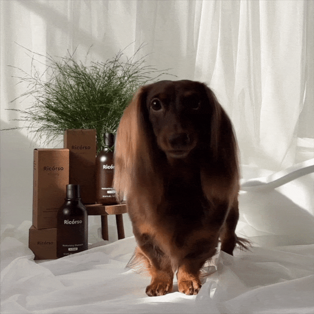 foresty モイスチャライジングシャンプー