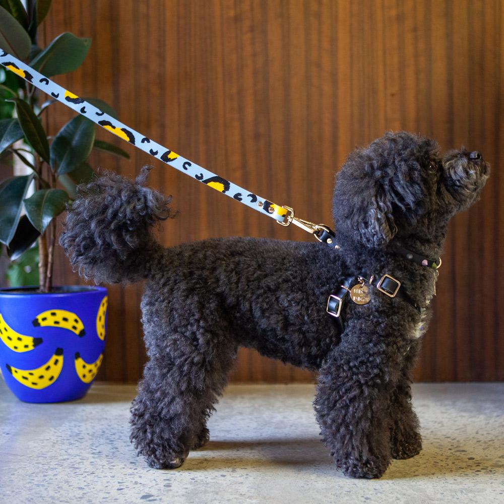 ANIMAL DOG LEASH SKY