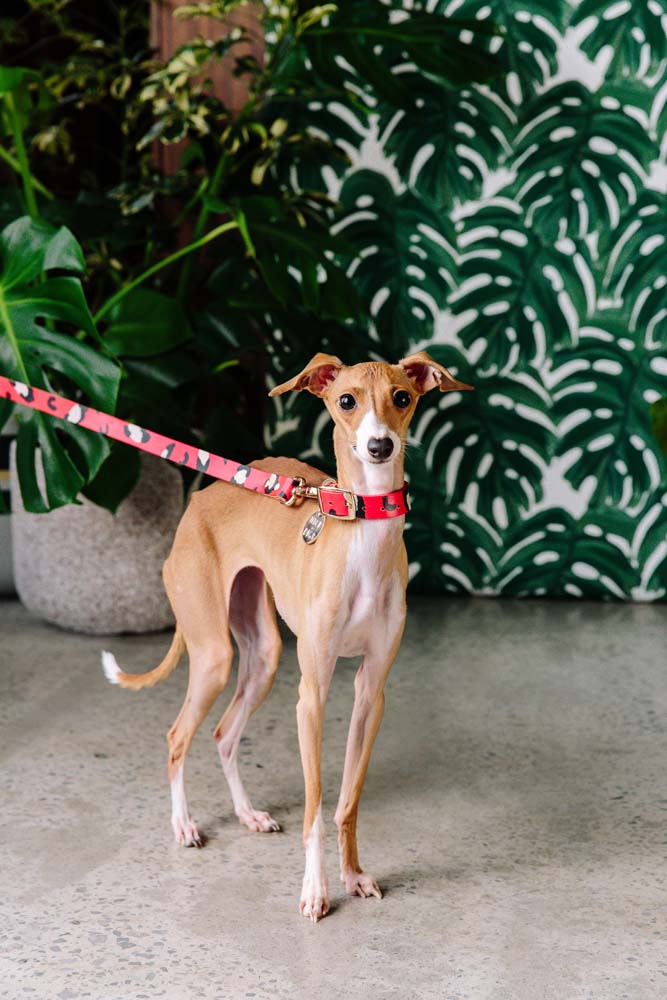 ANIMAL DOG LEASH RED