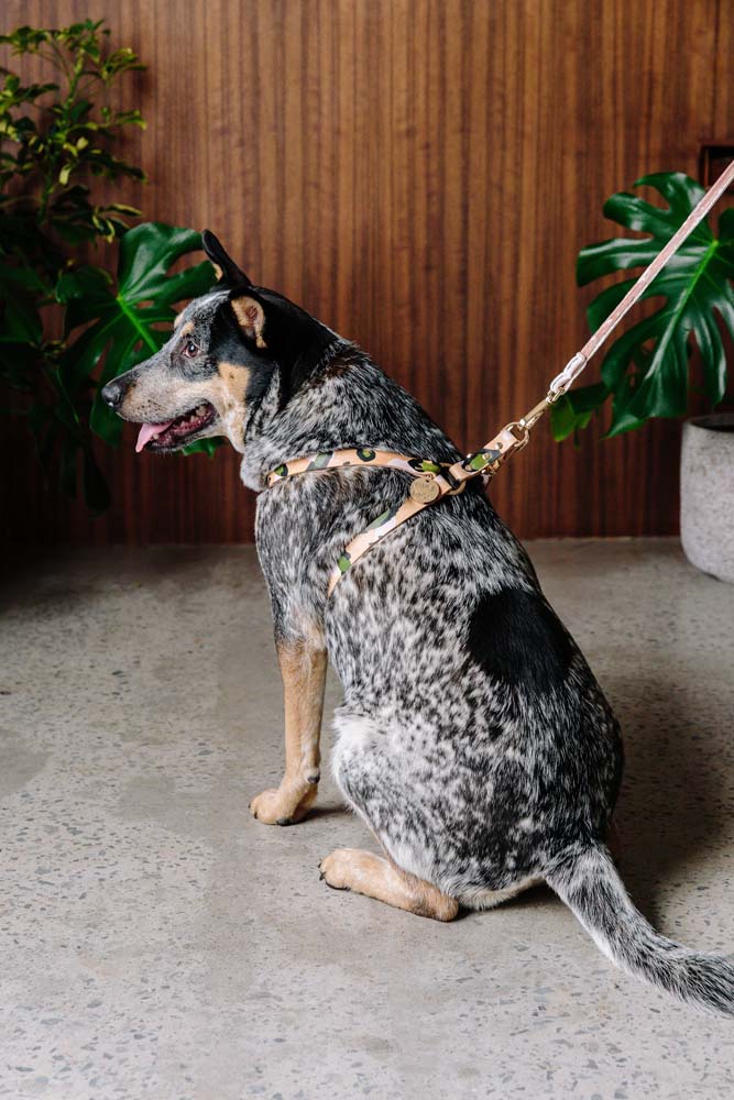 ANIMAL DOG HARNESS EVER GREEN Lサイズ