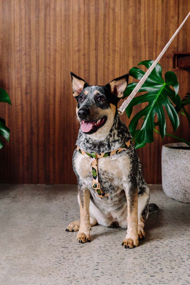 ANIMAL DOG HARNESS EVER GREEN Lサイズ