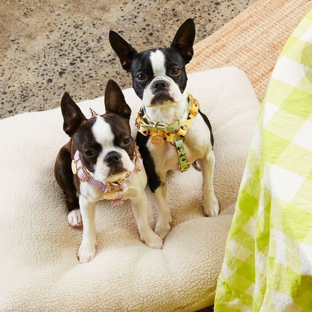 ANIMAL DOG HARNESS SORBET XSサイズ