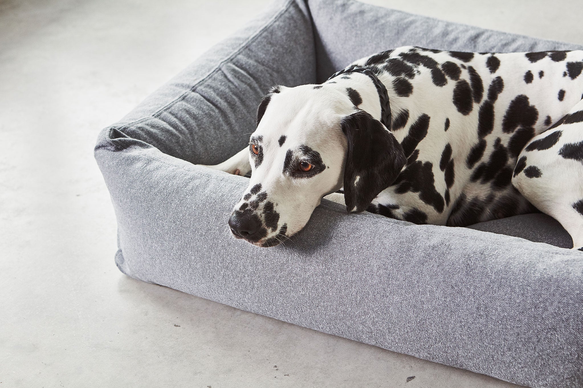 MiaCara ステラボックスドッグベッド スレート SMサイズ