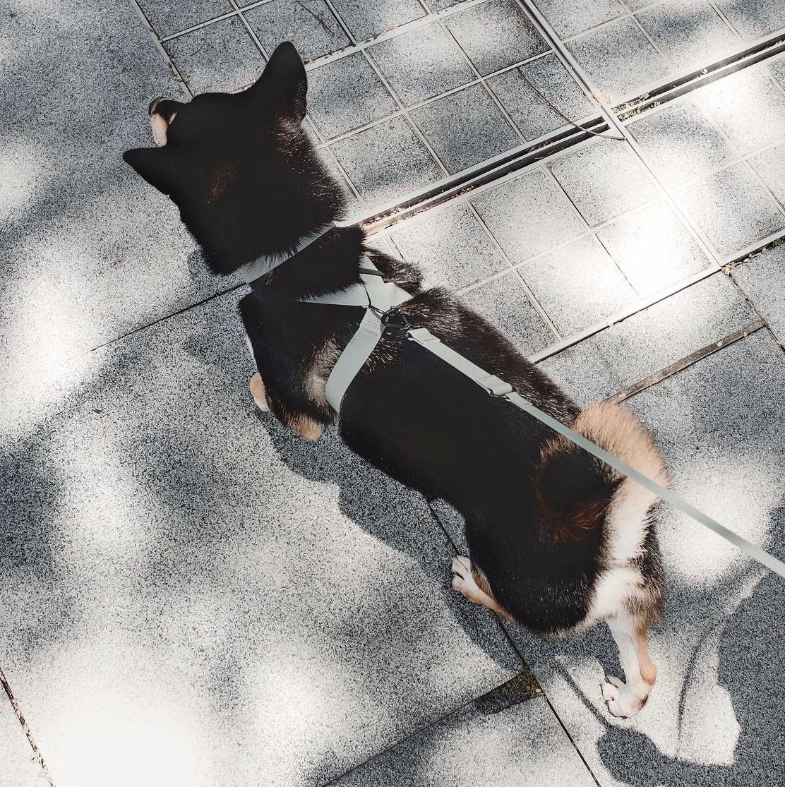 OTTO DOG HARNESS CABIN