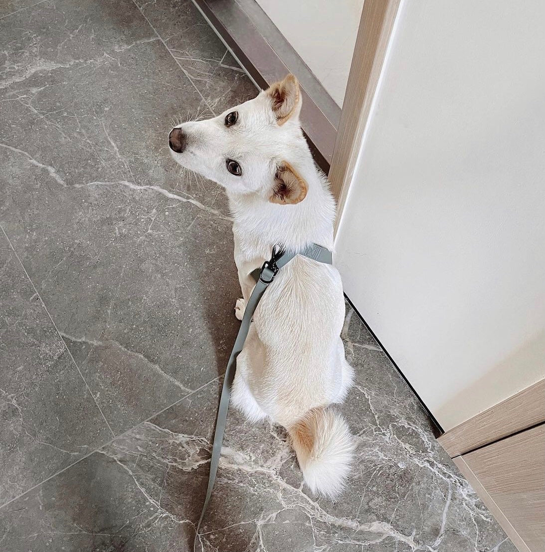 OTTO DOG HARNESS TIDE