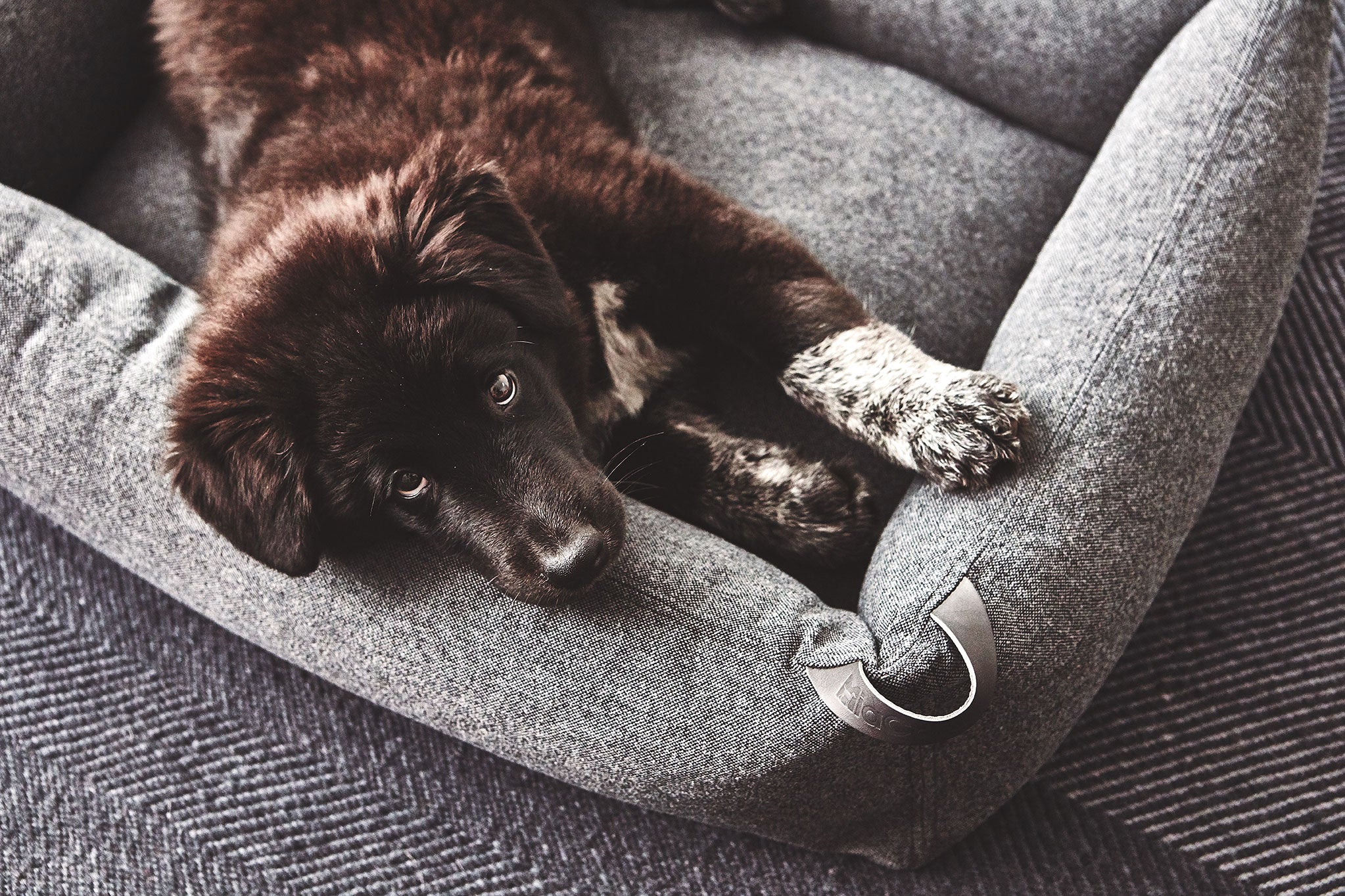 MiaCara ステラボックスドッグベッド アンスラサイト Mサイズ