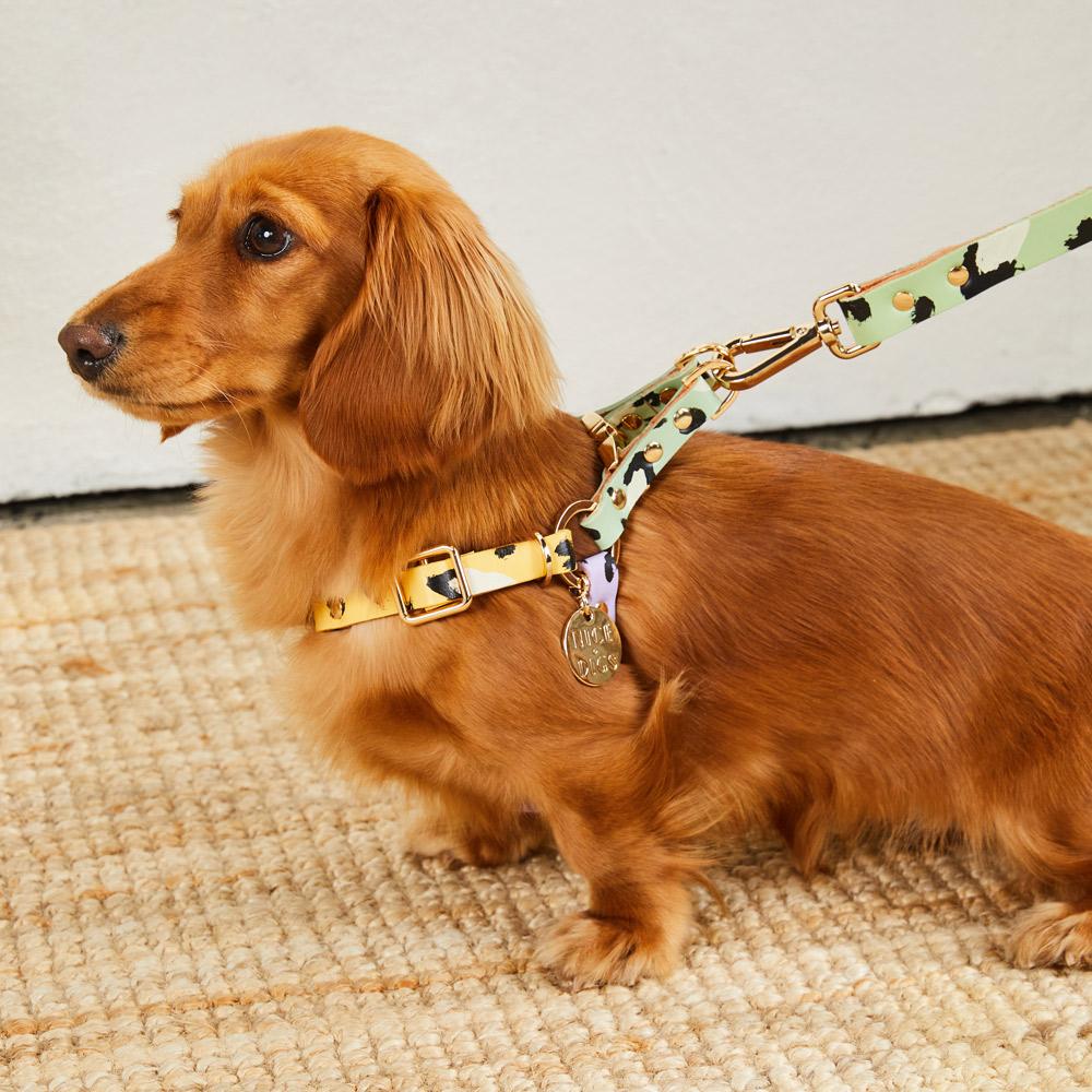 ANIMAL DOG HARNESS SORBET XSサイズ
