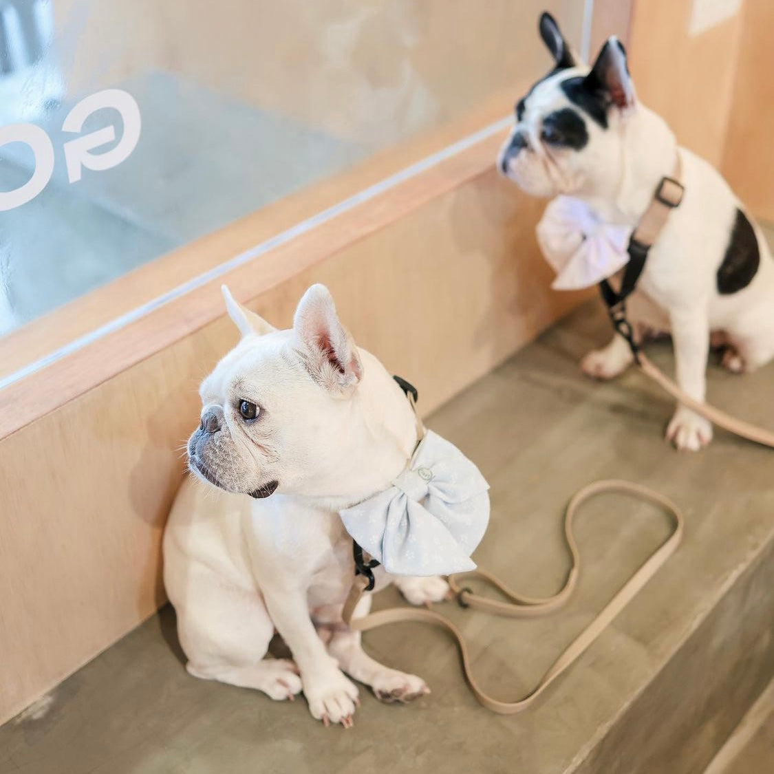 APEX Ultralight+Skinny Leash DUNES