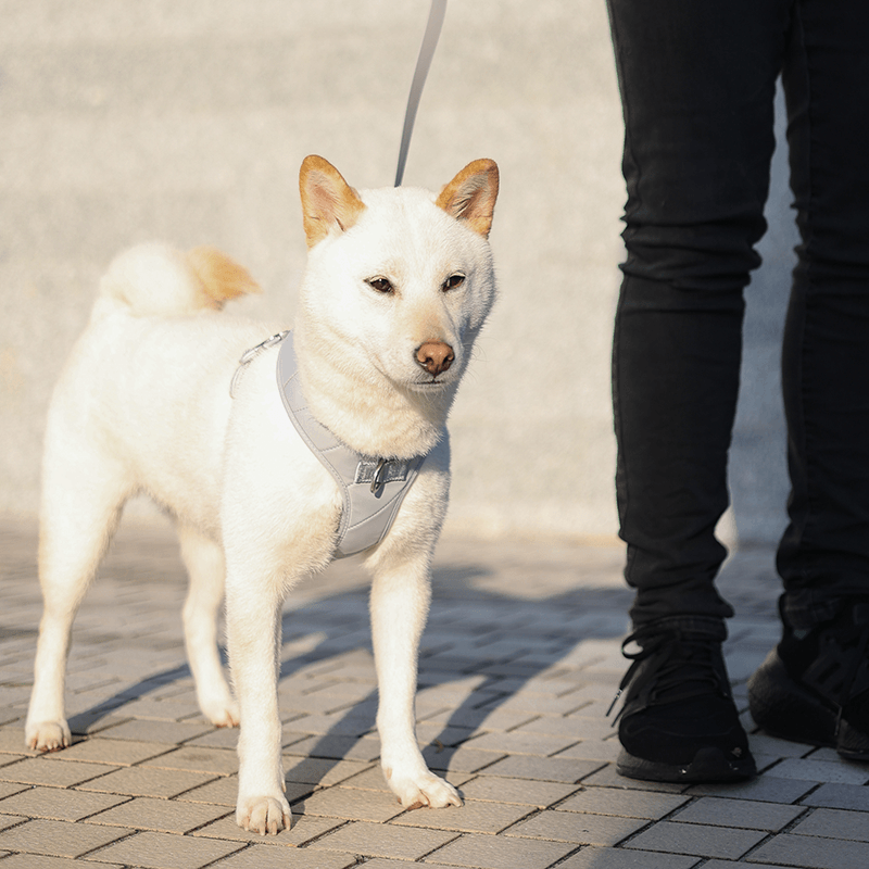 Roam Luxe Harness ライトグレー