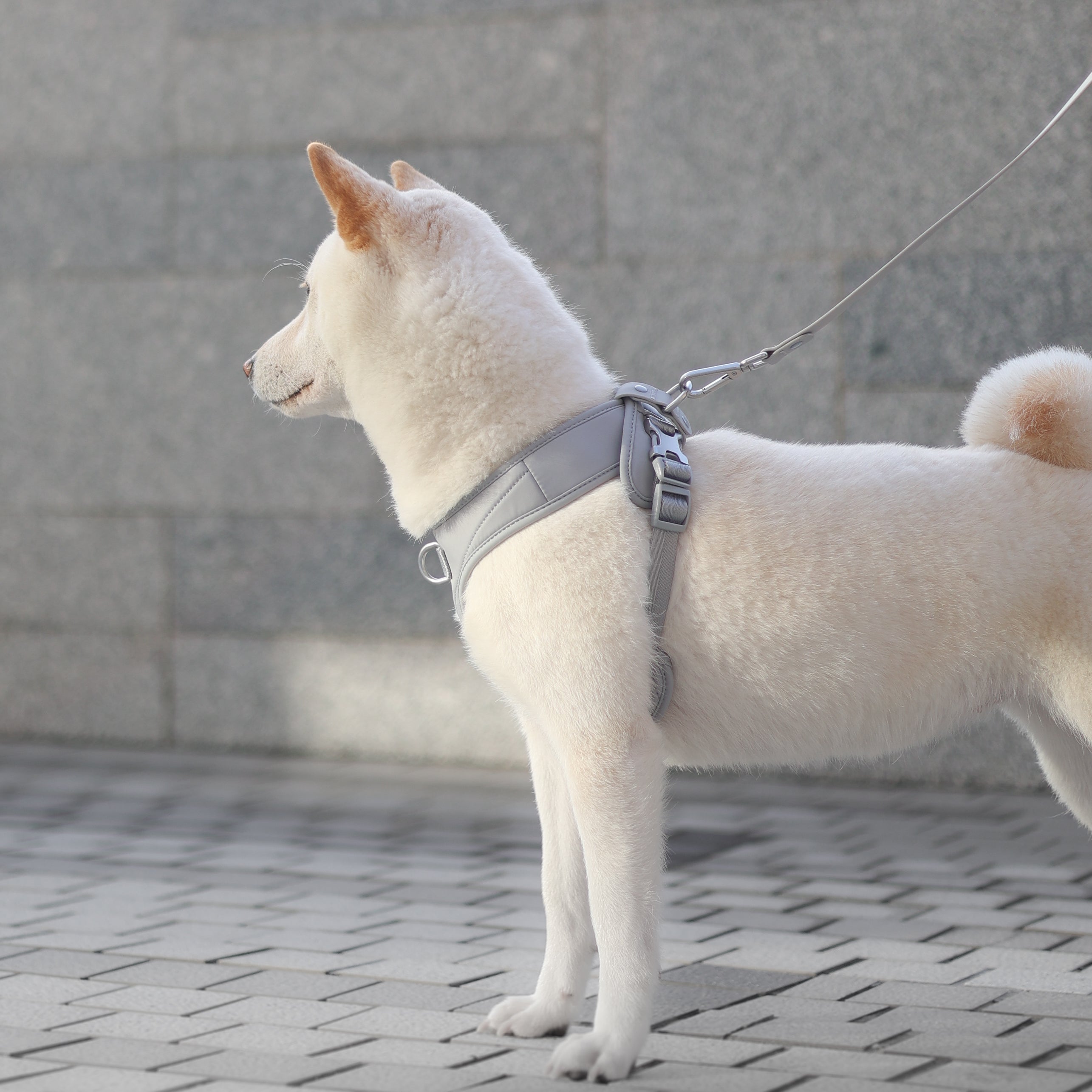 Roam Luxe Harness ライトグレー