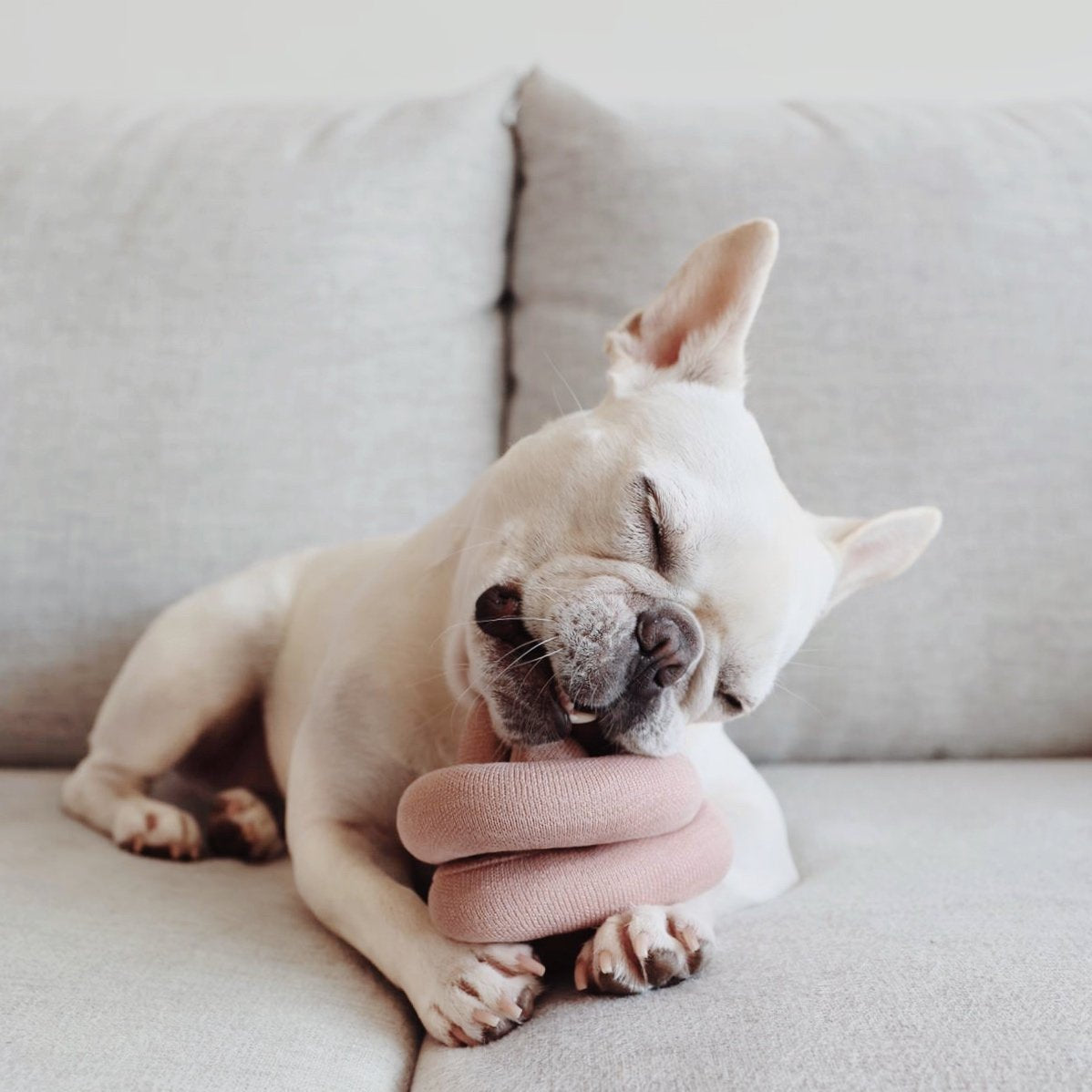 NOUNOU 2SQUEAKERS DOG WOOD