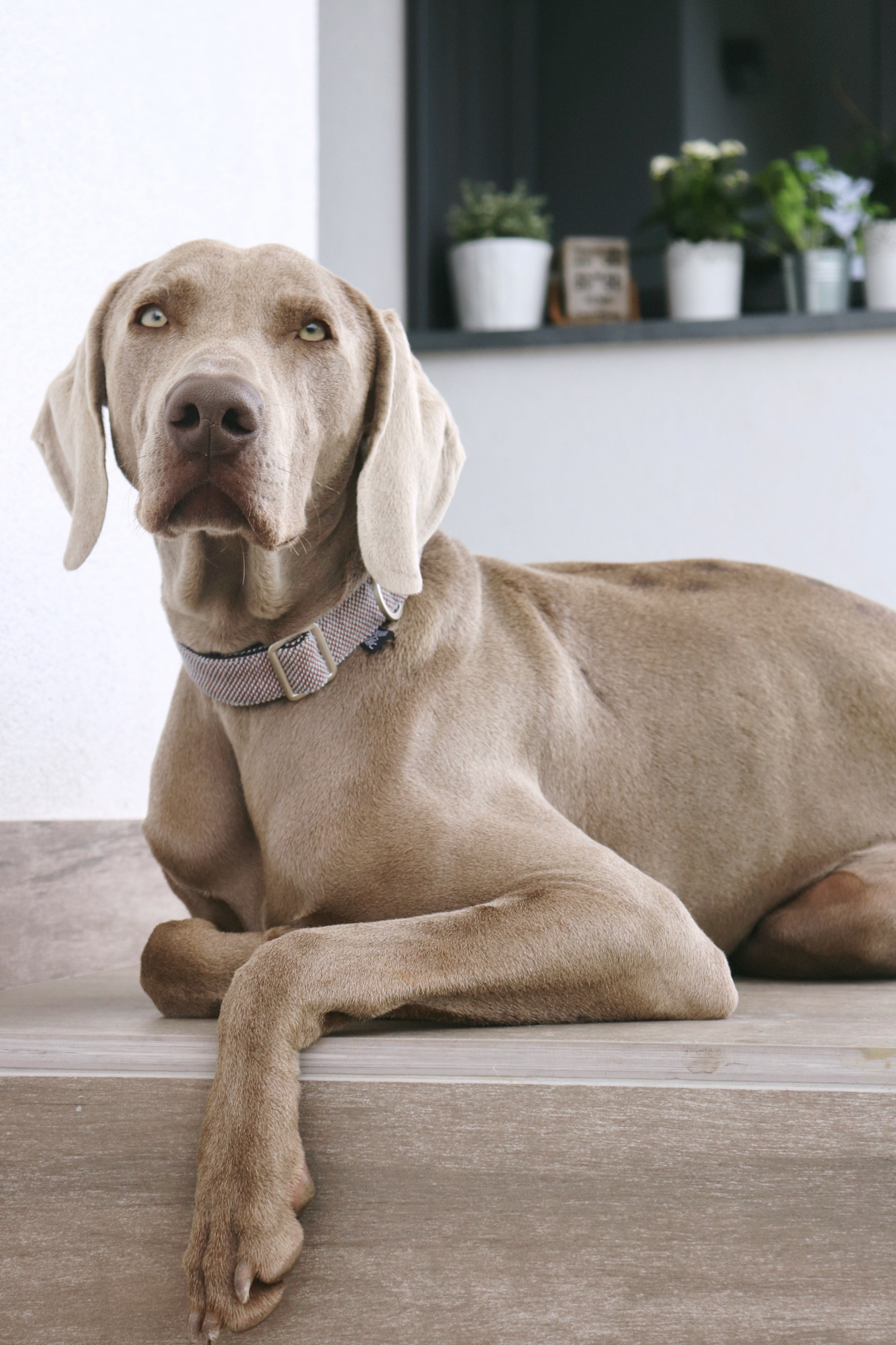 SCOOT CASTANO DOG COLLAR