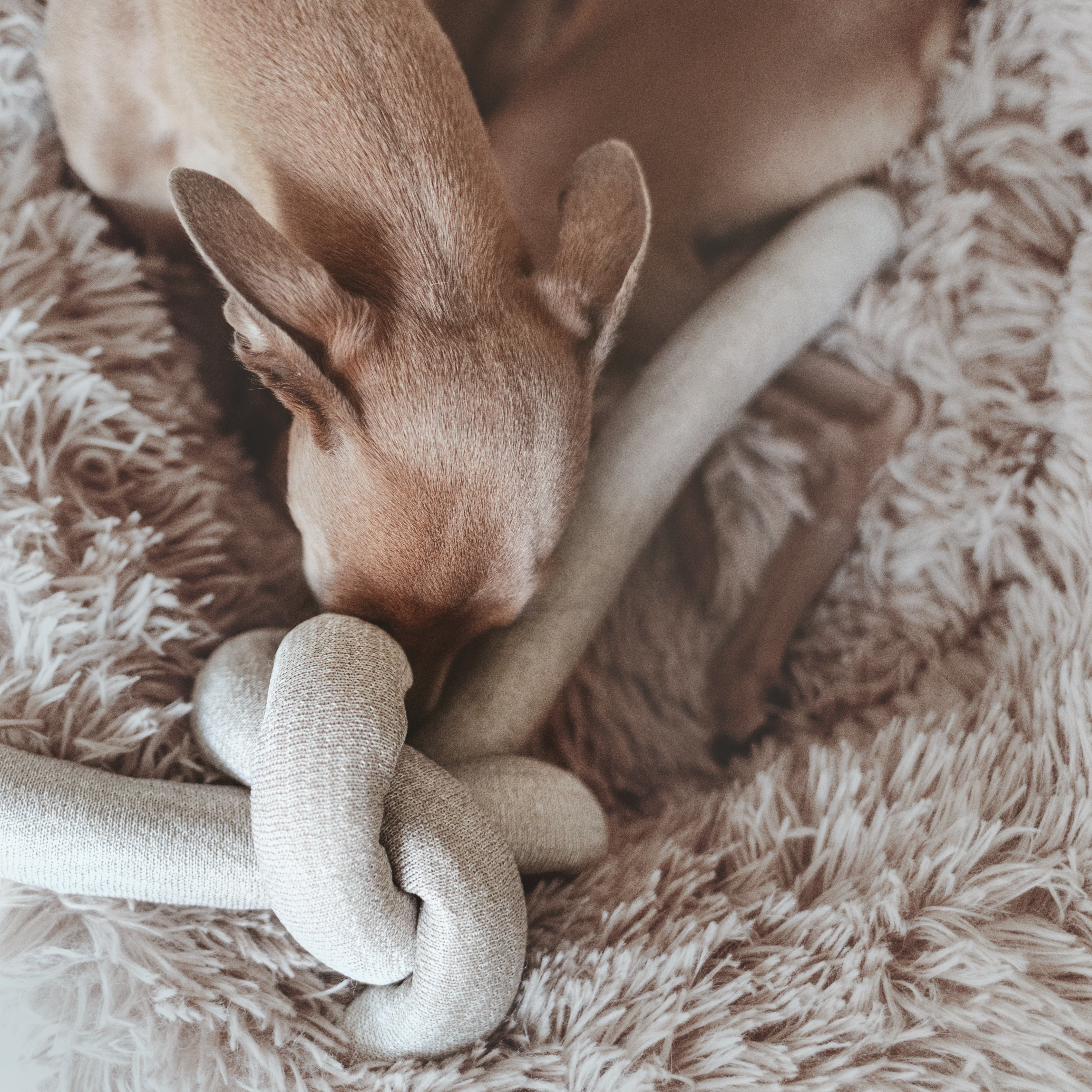 NOU™️ 4SQUEAKEARS TAUPE