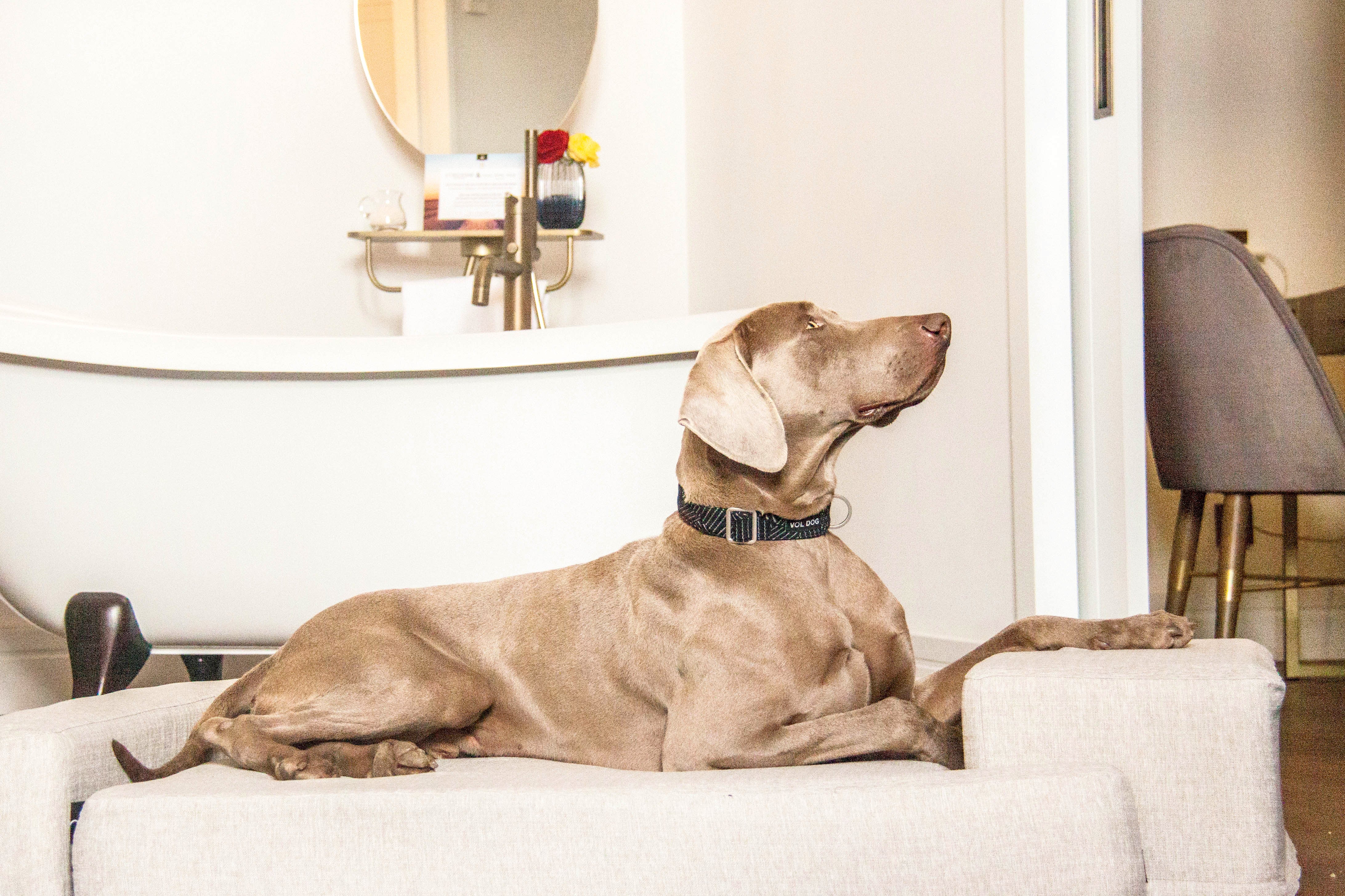 YOSHI NOIR DOG COLLAR