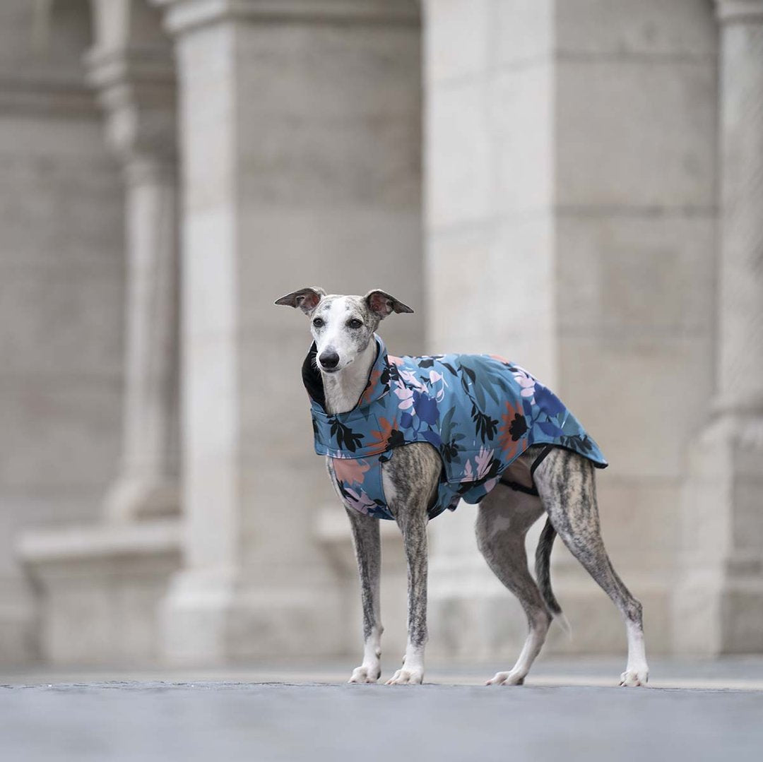 City Breeze dog raincoat™️ ドッグレインコート サマーストーム