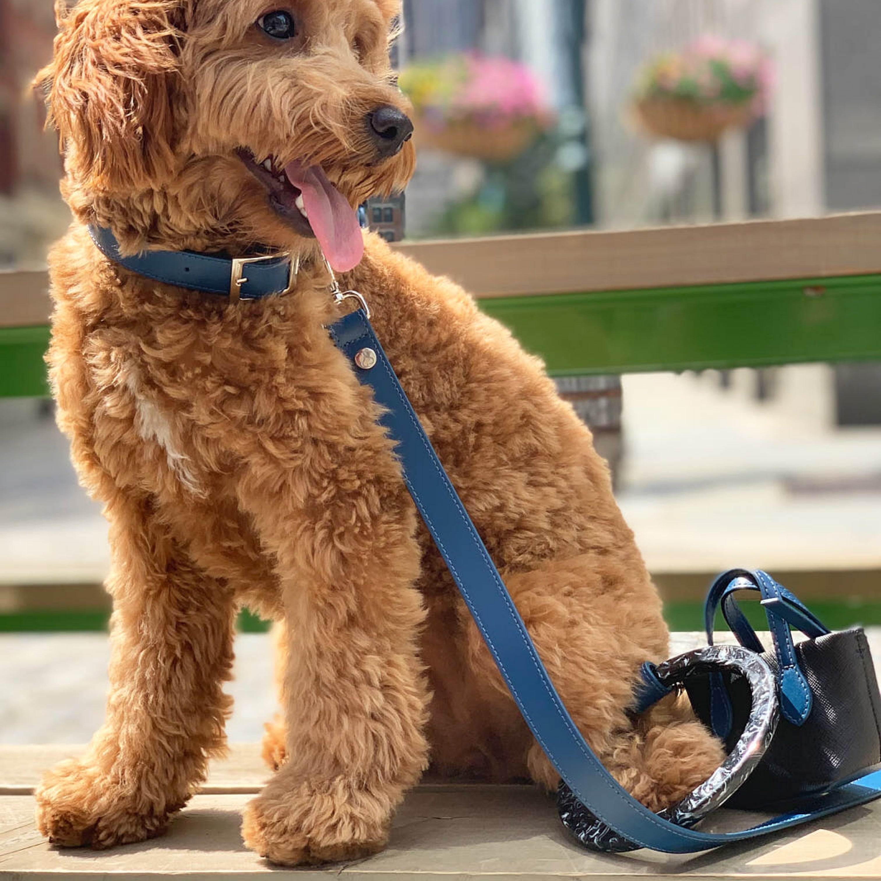 SHAYA テイラーカラー コバルト