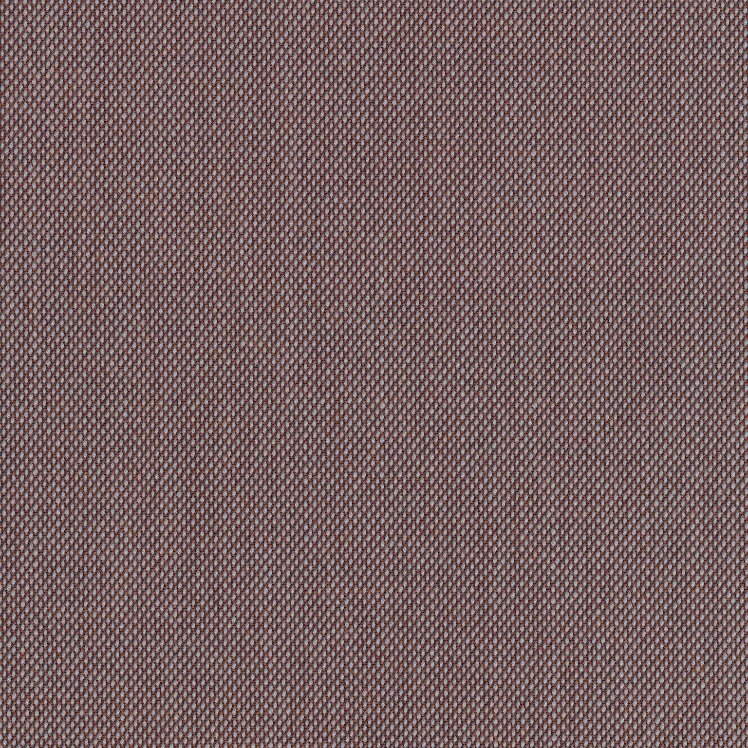 SCOOT CASTANO DOG COLLAR