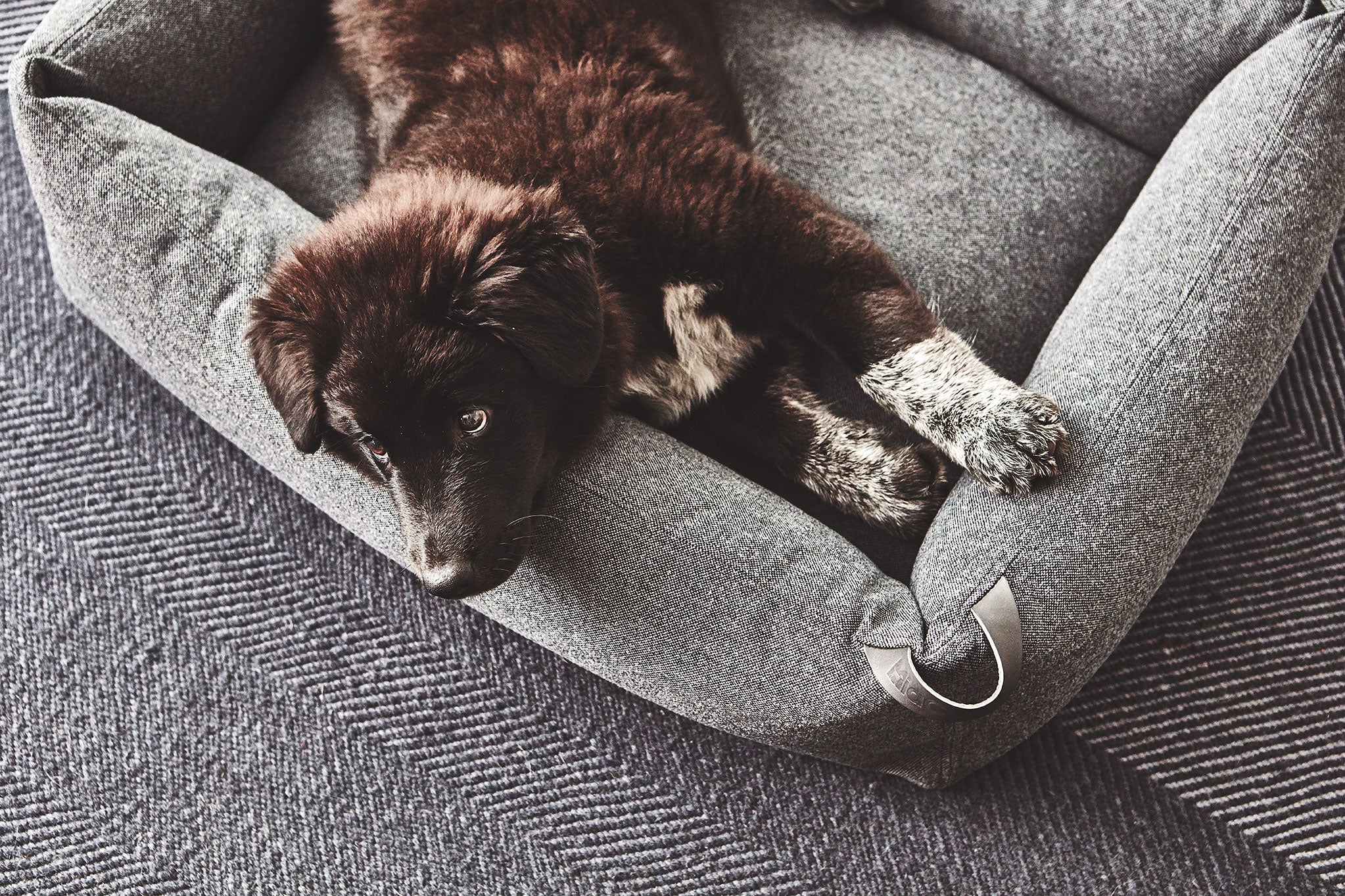 MiaCara ステラボックスドッグベッド アンスラサイト Mサイズ