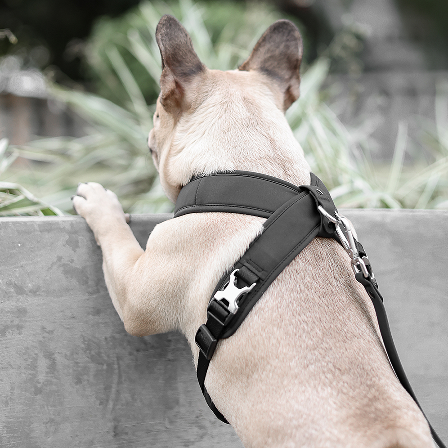 Roam Luxe Harness ブラック
