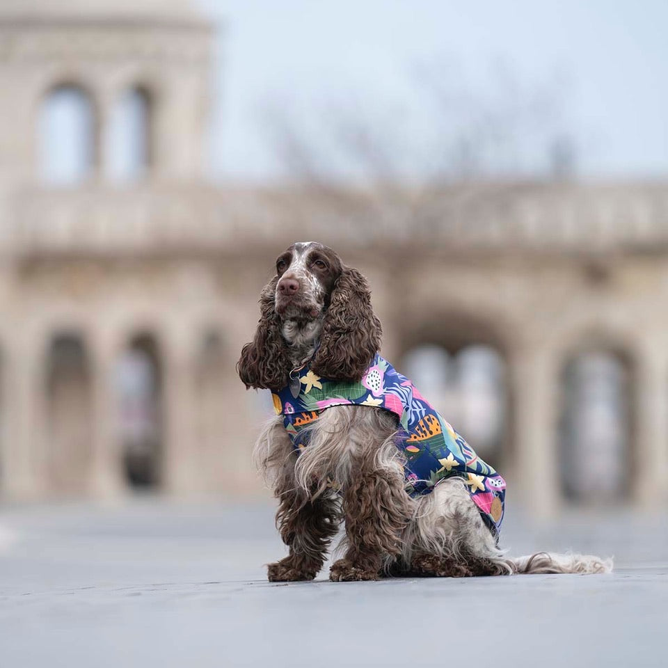 City Breeze dog raincoat™️ ドッグレインコート トロピカーナ