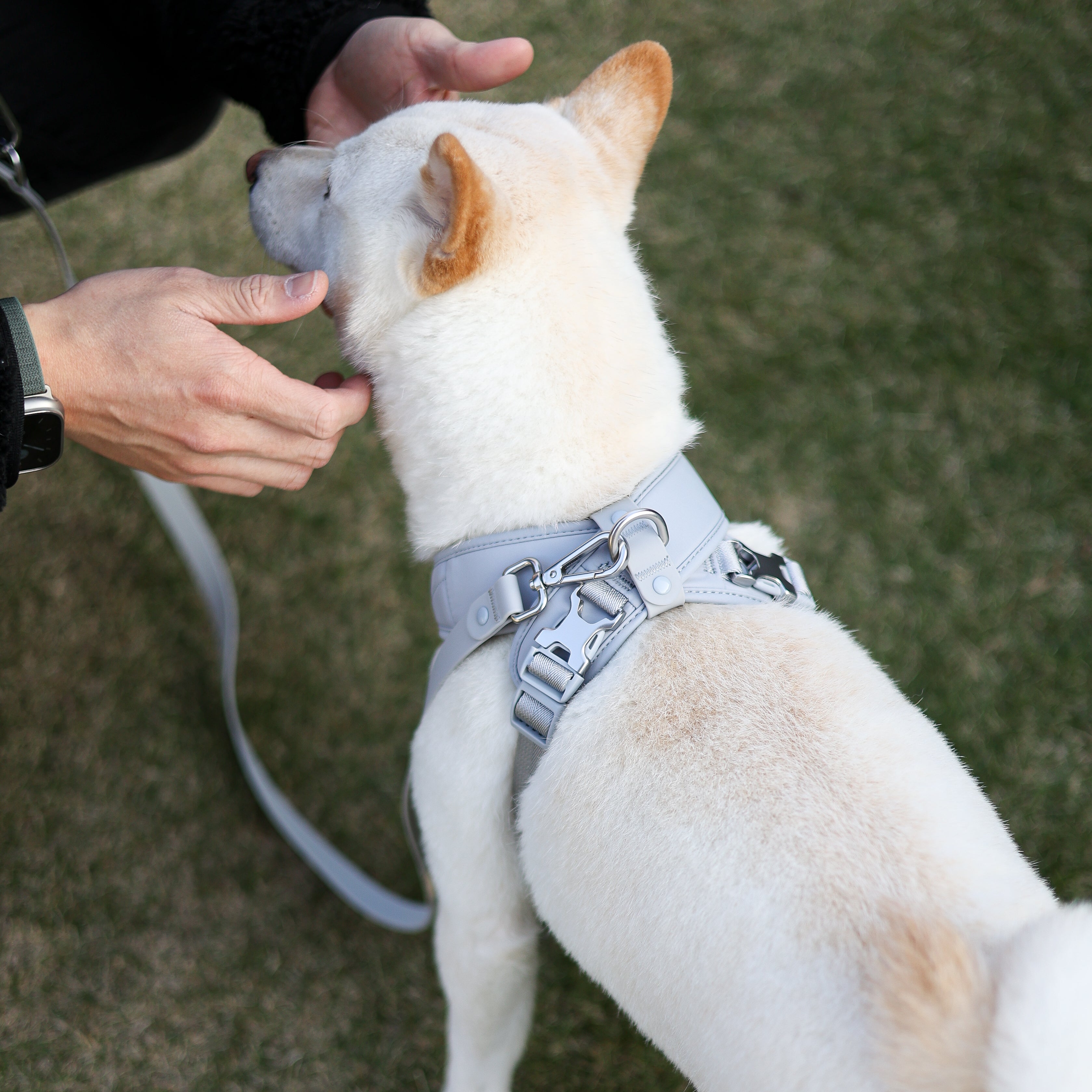 Roam Luxe Harness ライトグレー