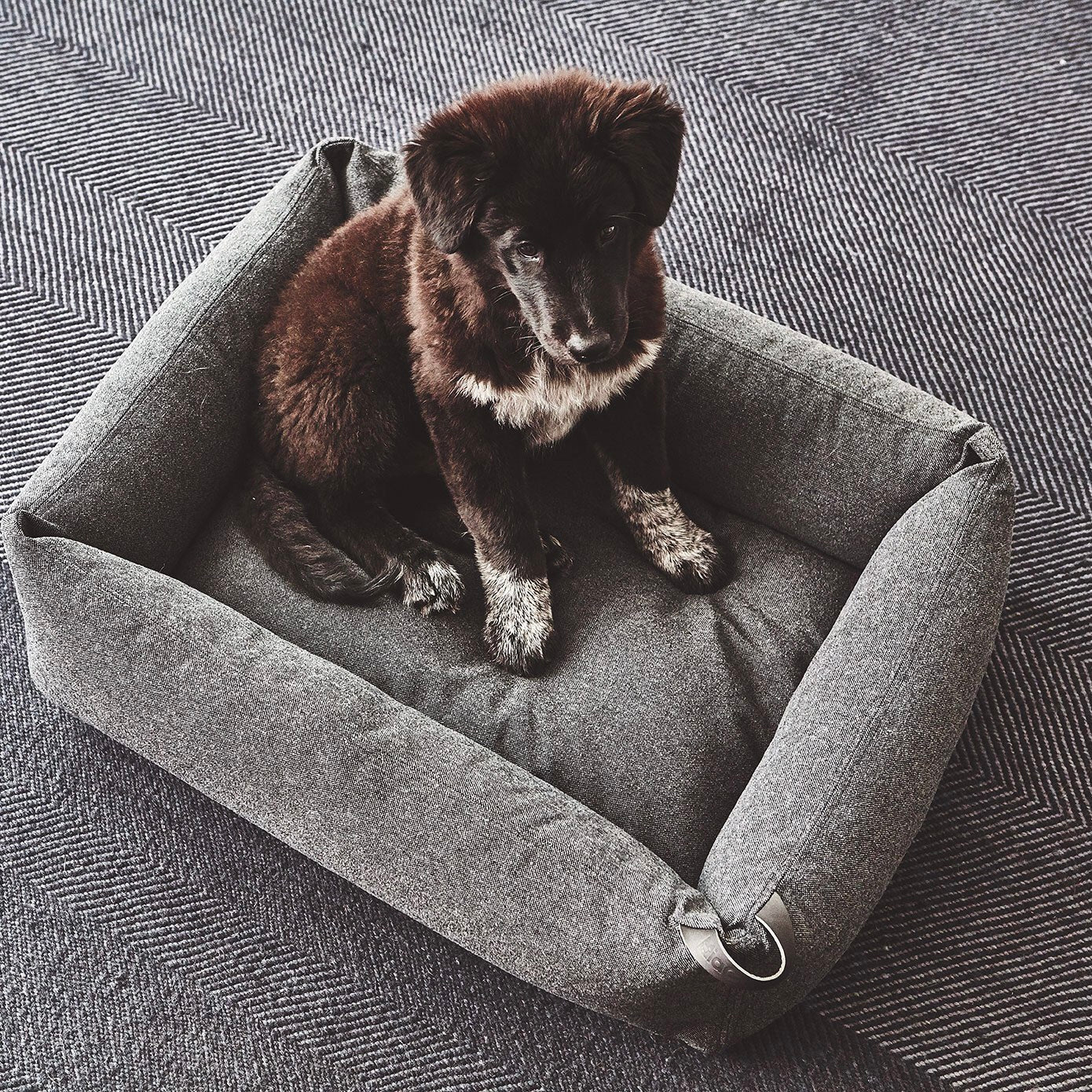 MiaCara ステラボックスドッグベッド アンスラサイト Mサイズ