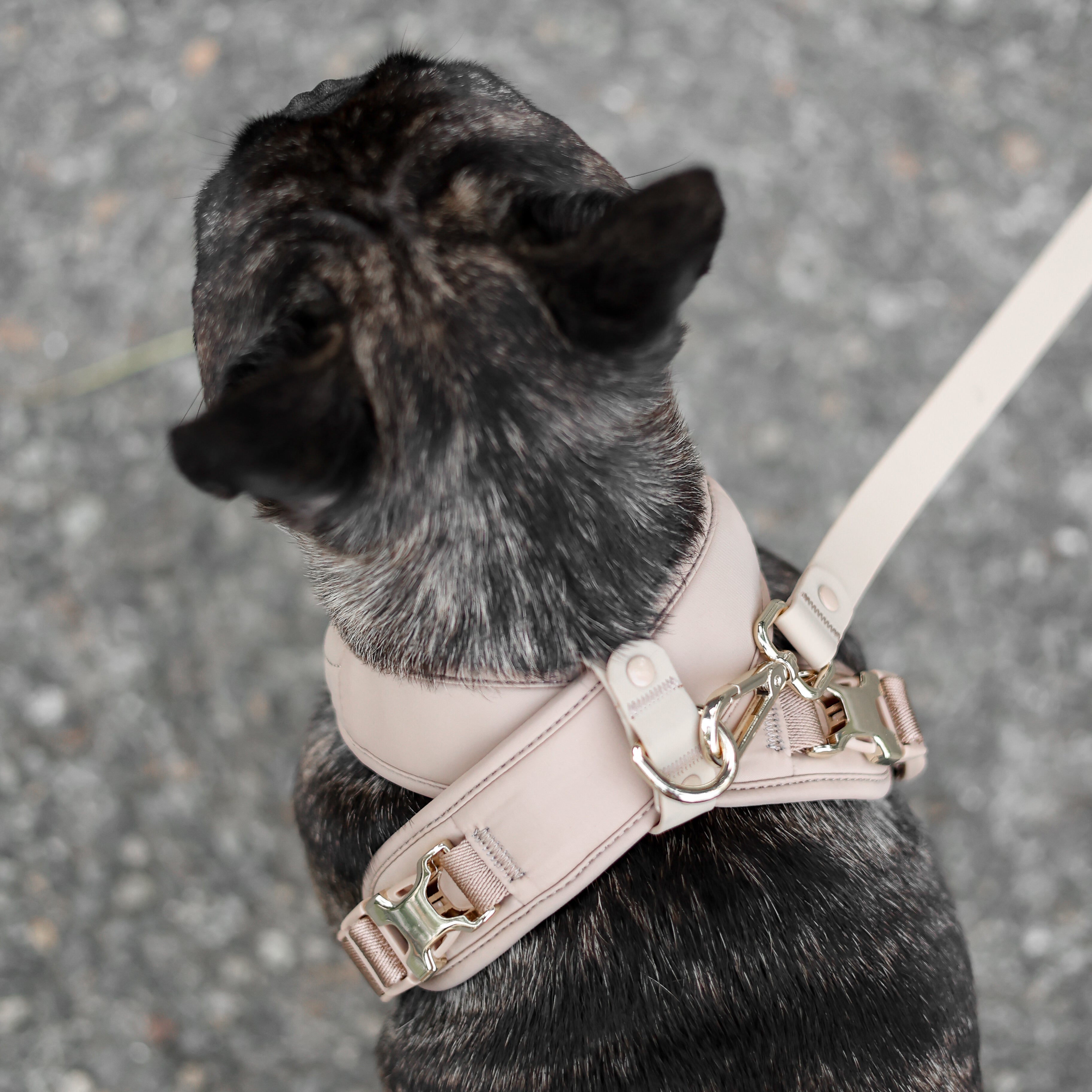 Roam Luxe Harness ベージュ