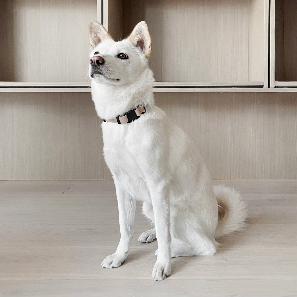 AVA QUICK-RELEASE METAL BUCKLE COLLAR CABIN