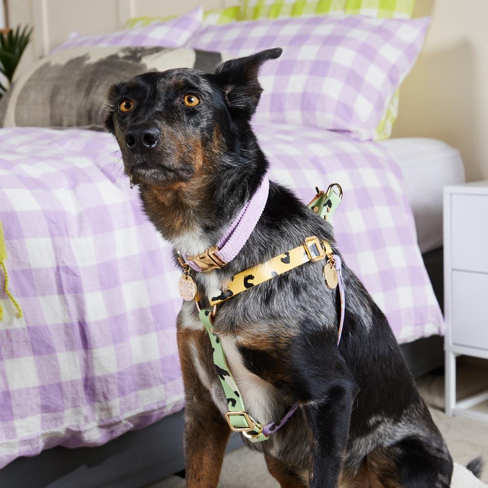 ANIMAL DOG HARNESS SORBET XSサイズ