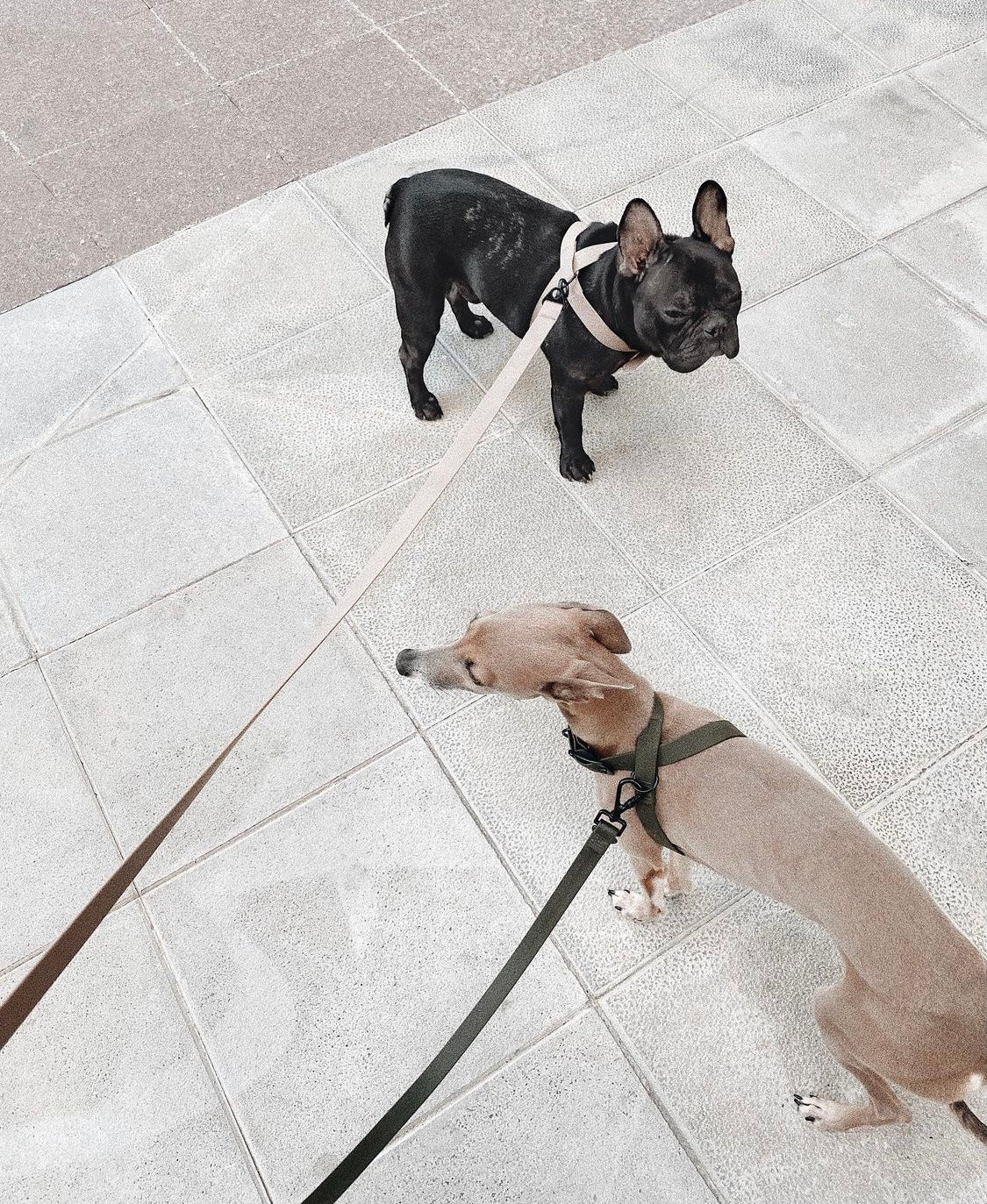 OTTO DOG HARNESS TIDE