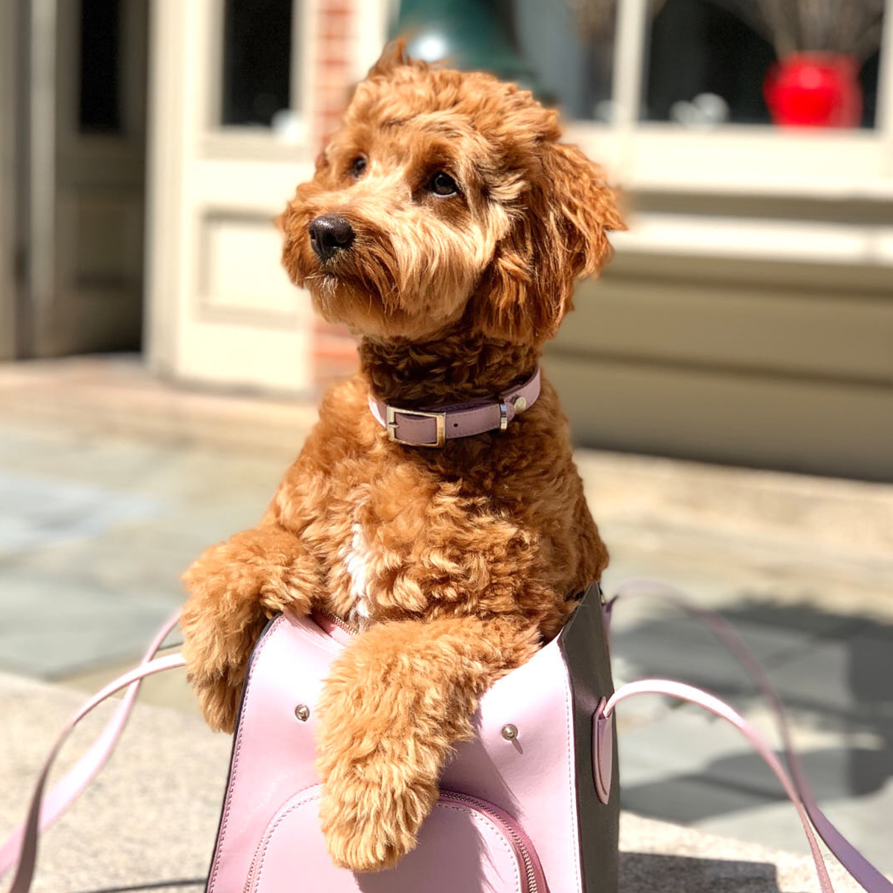 SHAYA テイラーカラー ブラッシュピンク