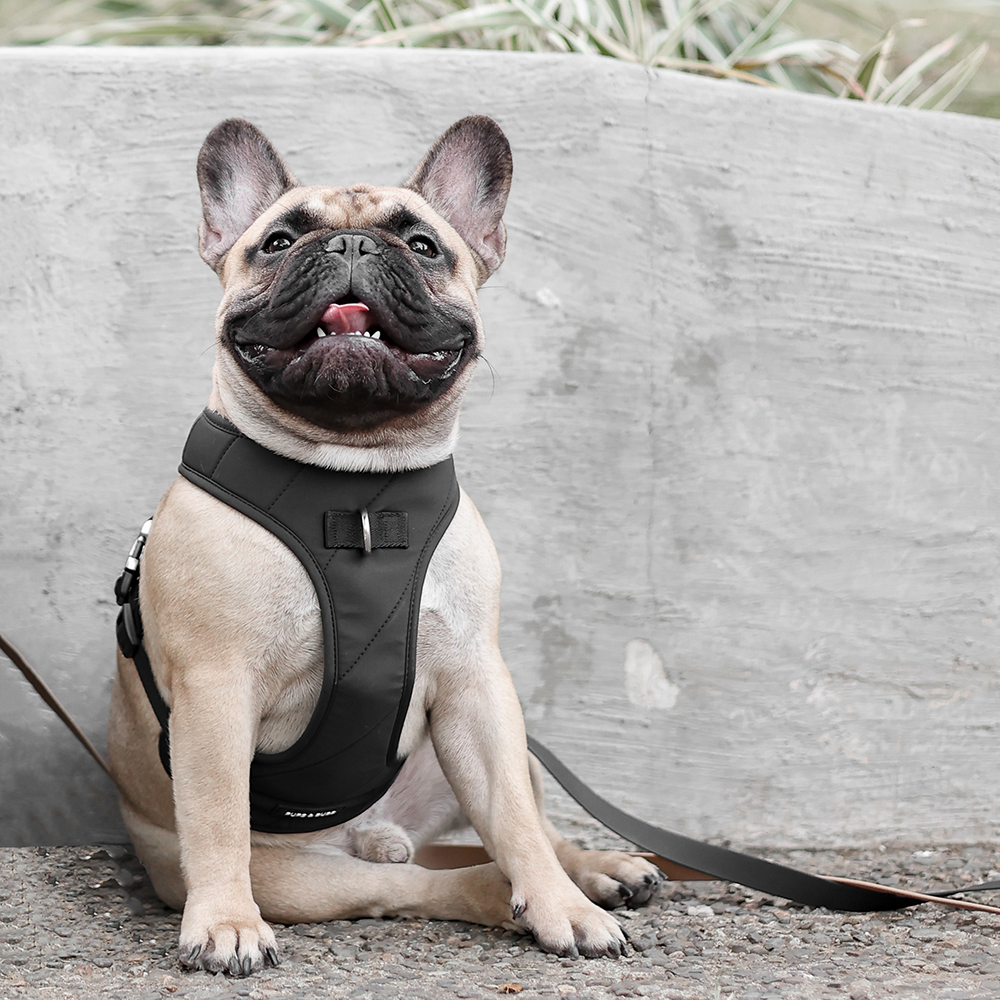 Roam Luxe Harness ブラック