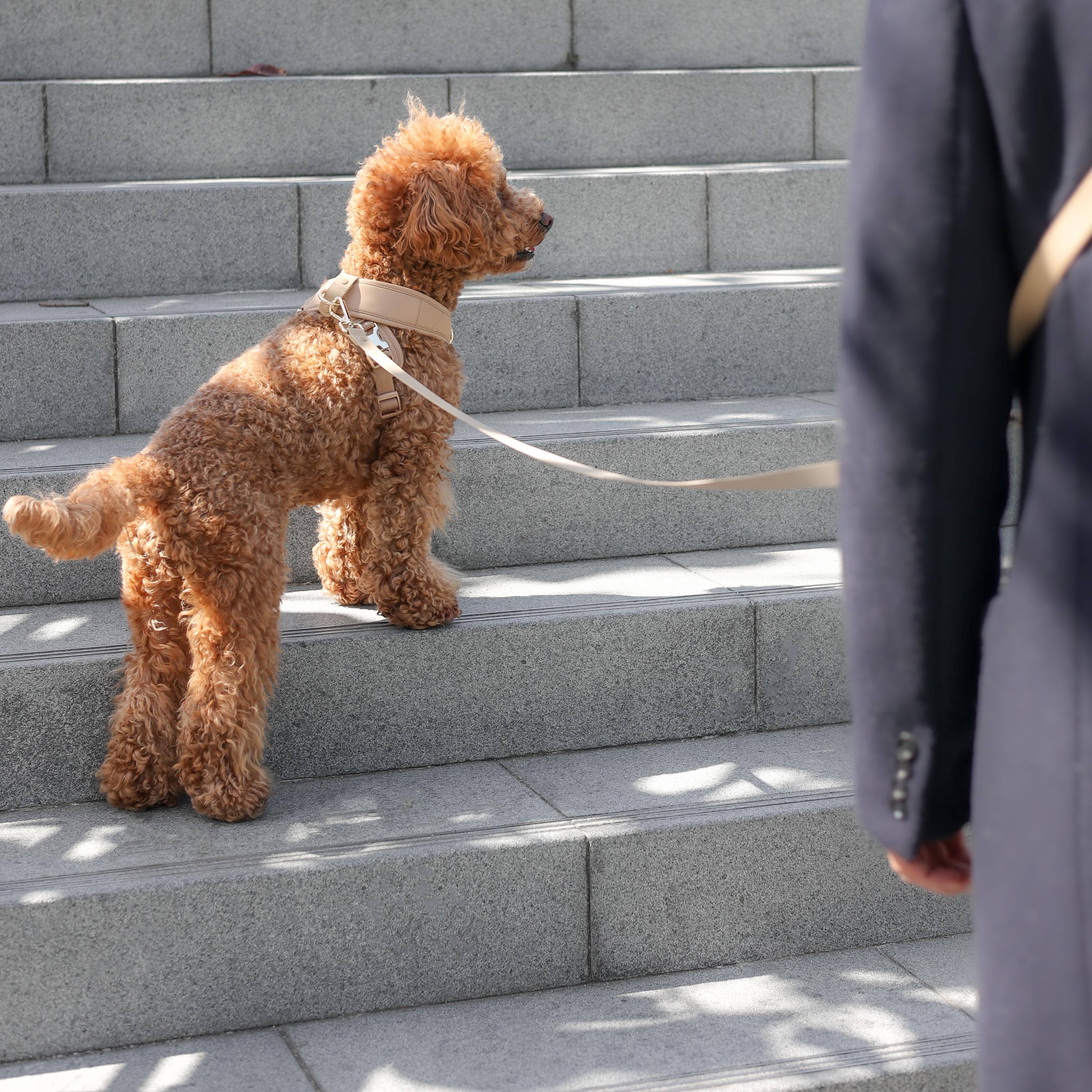 Roam Luxe Harness ベージュ