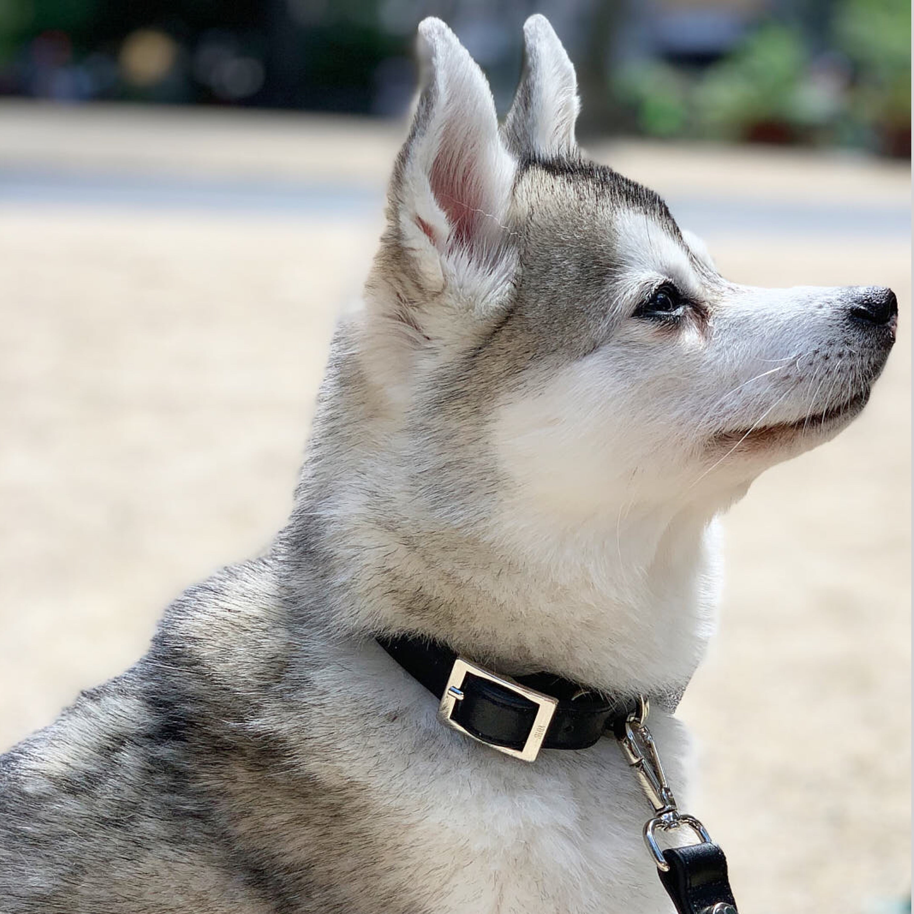 SHAYA テイラーカラー ブラック