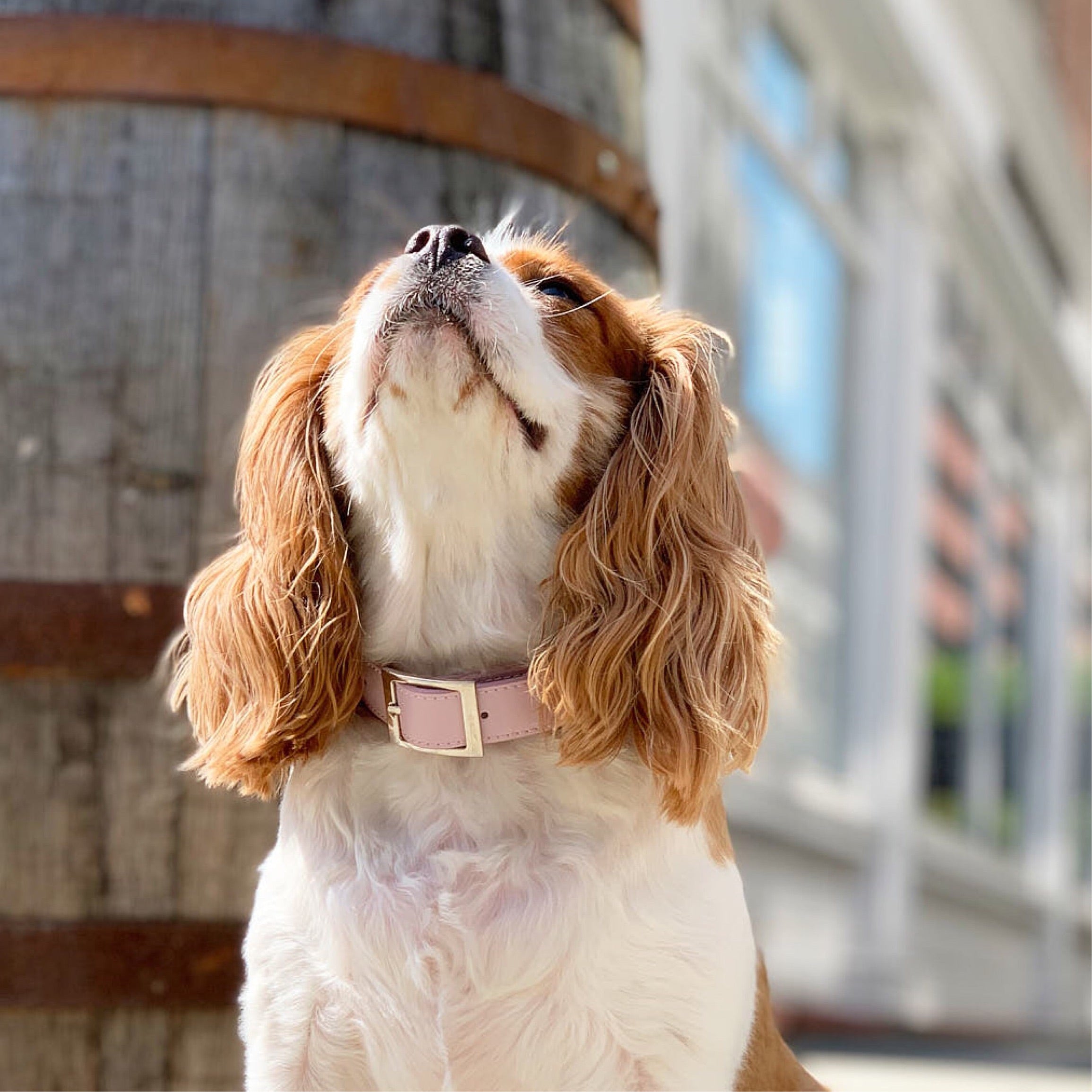 SHAYA テイラーカラー ブラッシュピンク