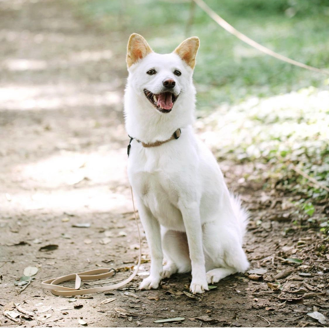 APEX Ultralight+Skinny Leash DUNES