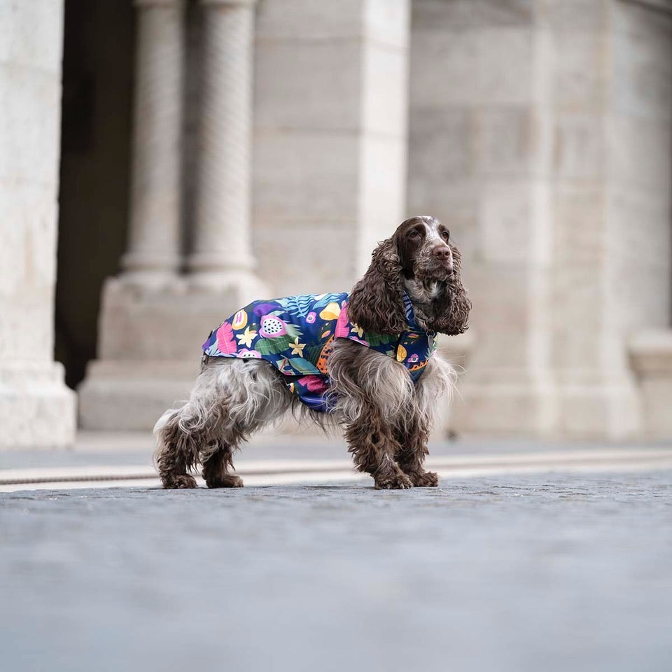 City Breeze dog raincoat™️ ドッグレインコート トロピカーナ