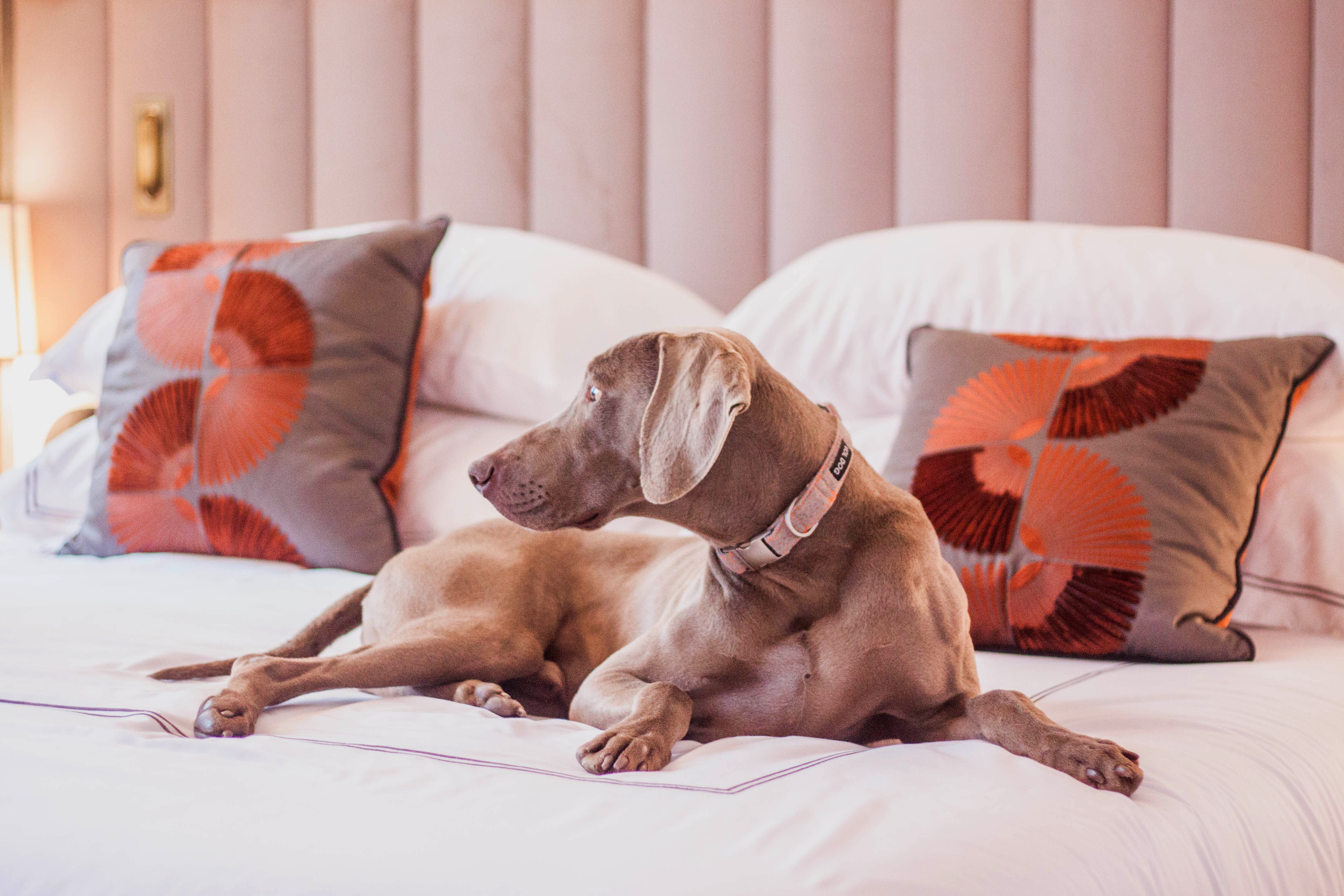 LOLA CORAL DOG COLLAR