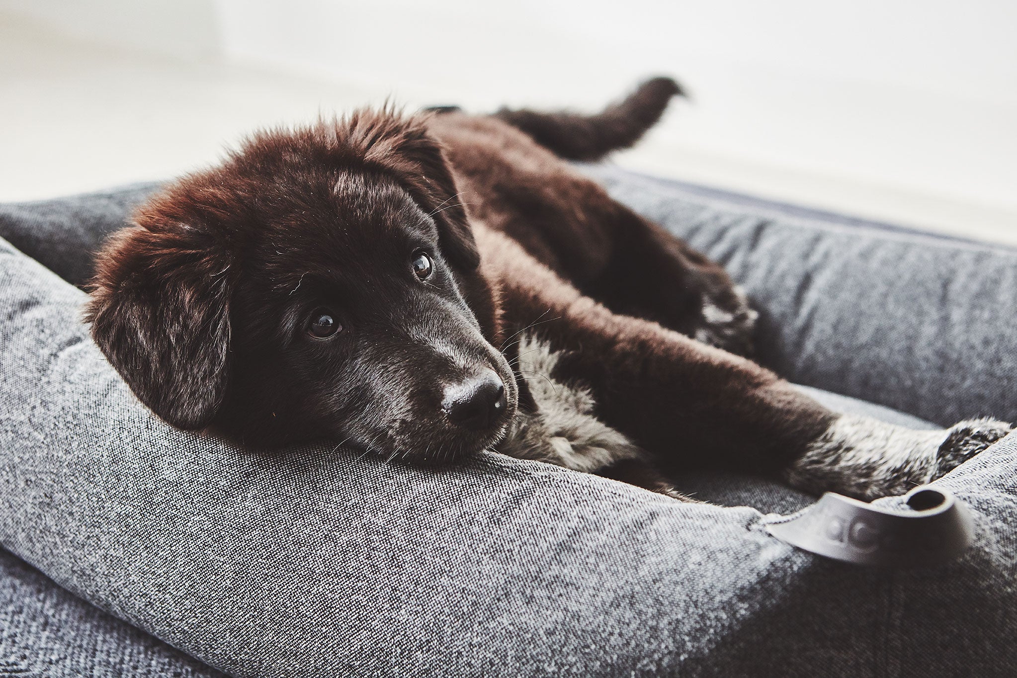 MiaCara ステラボックスドッグベッド アンスラサイト Mサイズ