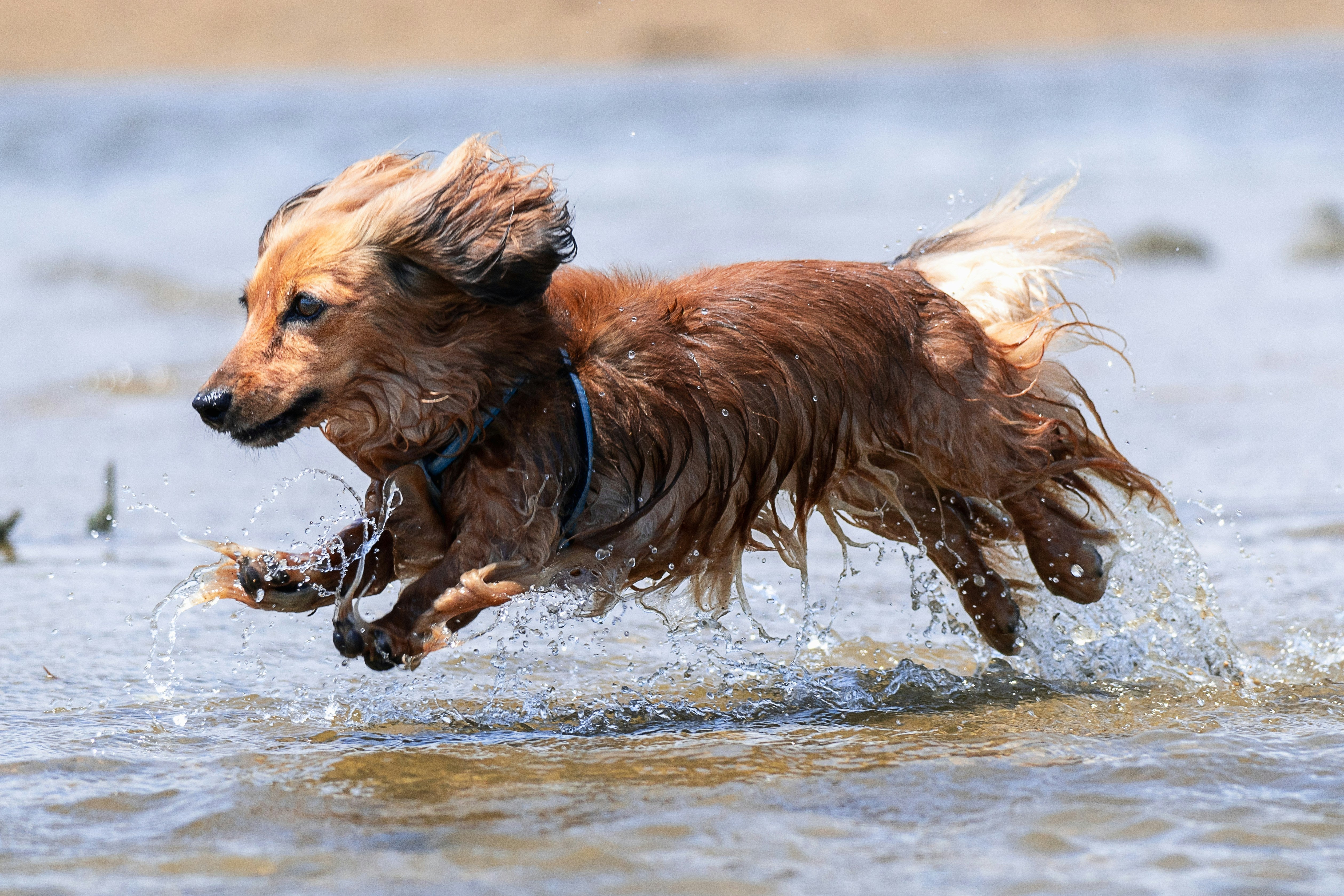 愛犬と楽しむ夏の川遊び・水遊び完全ガイド｜洗える・濡れても平気なウォータープルーフ散歩グッズ特集