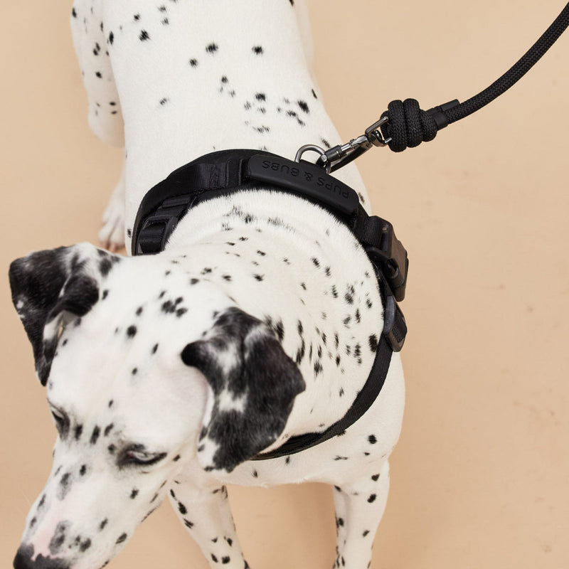 Rover Rope Leash ブラック