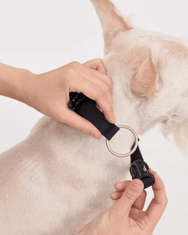 TREKTAIL Collar ベージュ
